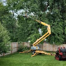 How Our Tree Care Process Works  in  Burien, WA