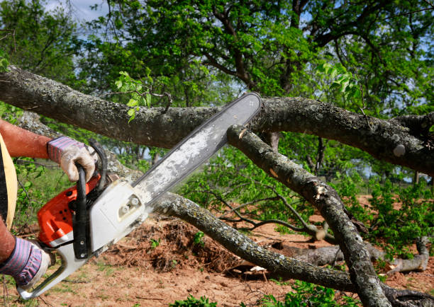 Professional  Tree Services in Burien, WA